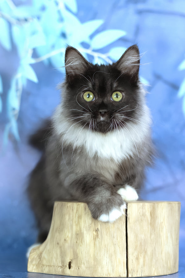 Elsa | Siberian Kitten