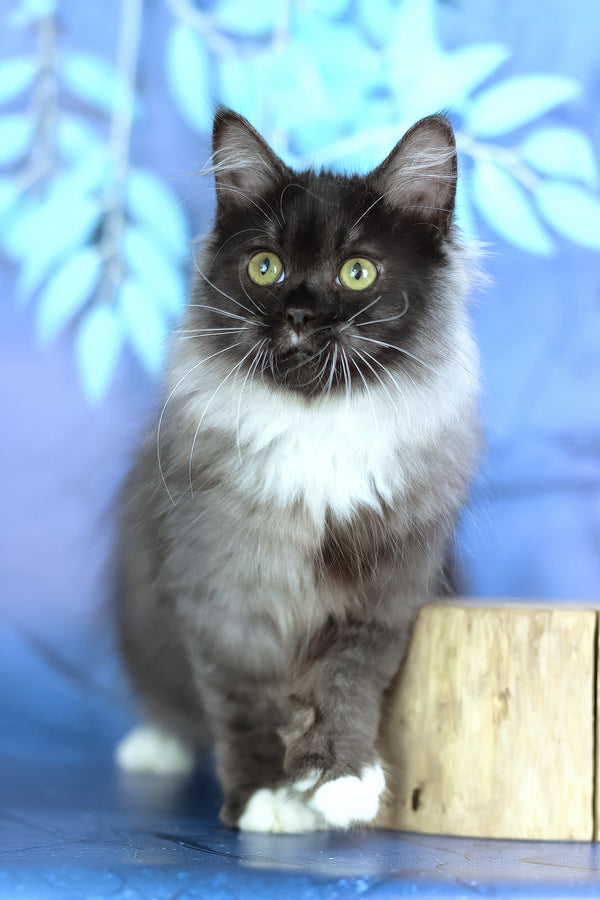 Elsa | Siberian Kitten