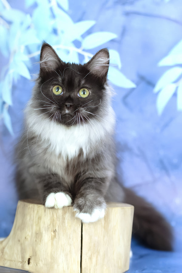 Elsa | Siberian Kitten