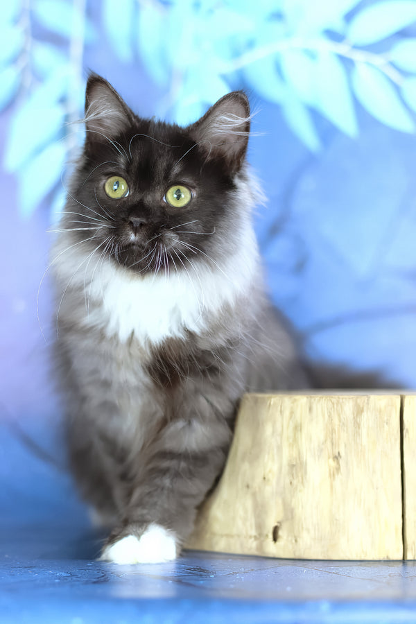 Elsa | Siberian Kitten