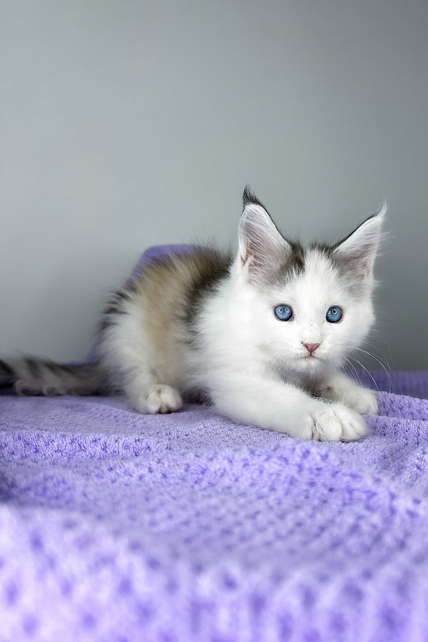 Elsa | Maine Coon Kitten
