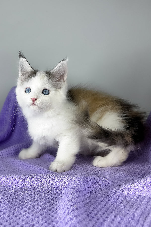 Elsa | Maine Coon Kitten