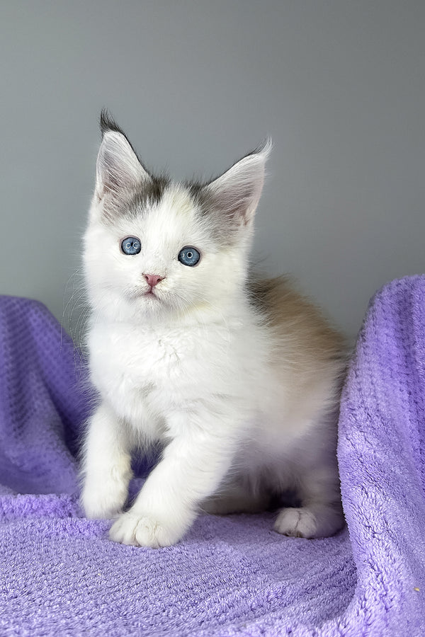 Elsa | Maine Coon Kitten