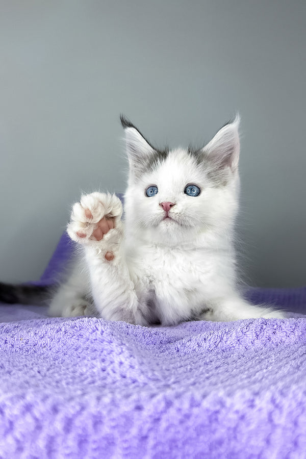 Elsa | Maine Coon Kitten