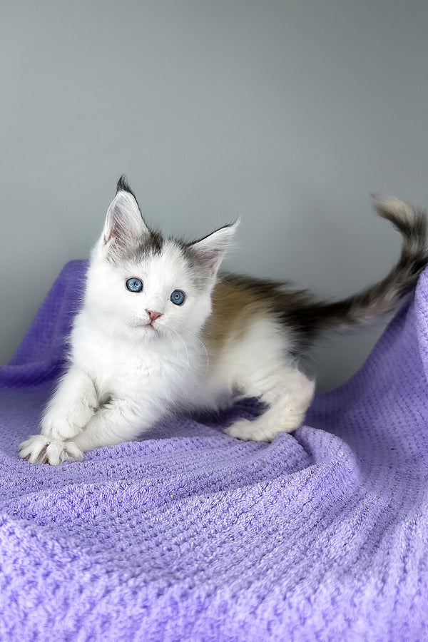 Elsa | Maine Coon Kitten