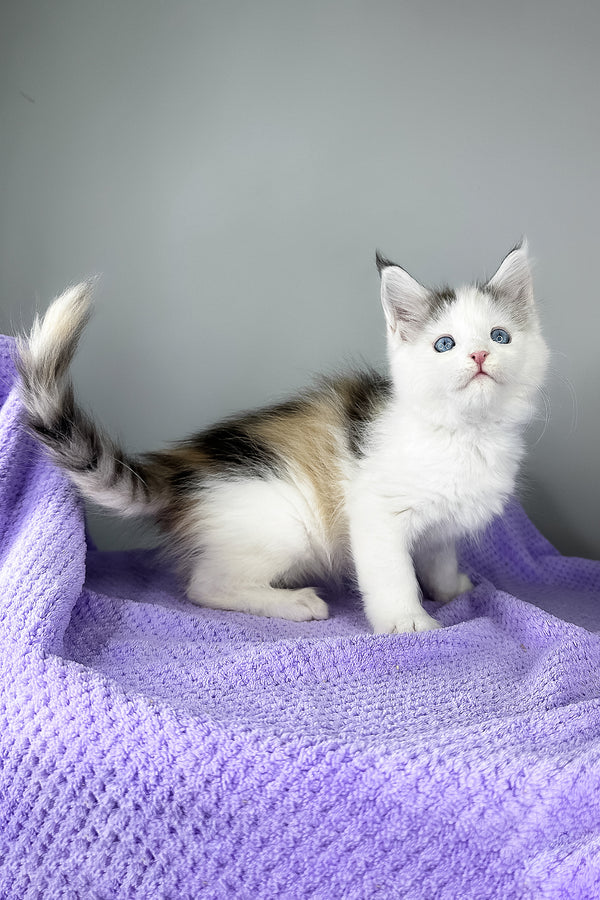 Elsa | Maine Coon Kitten