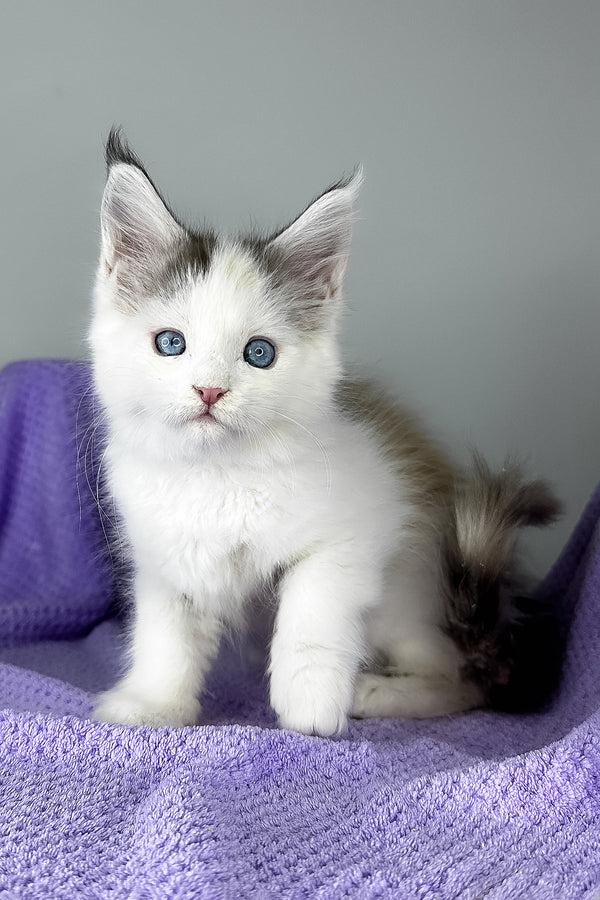Elsa | Maine Coon Kitten