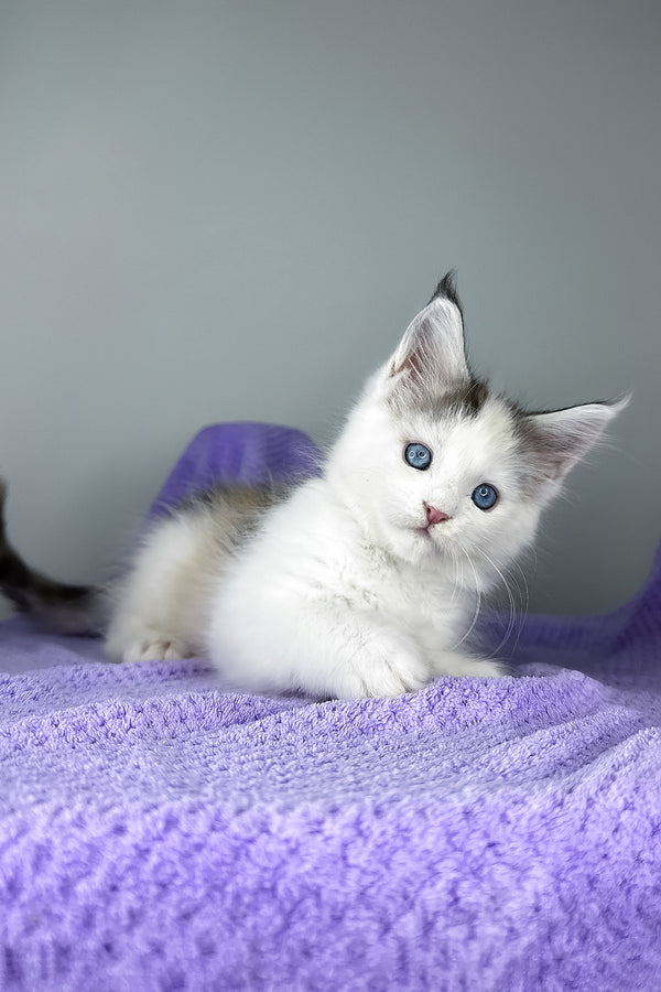 Elsa | Maine Coon Kitten
