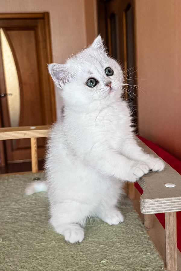 Elsa | British Shorthair Kitten