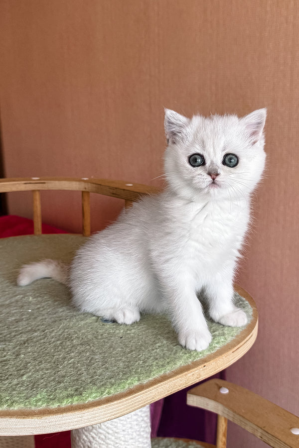 Elsa | British Shorthair Kitten