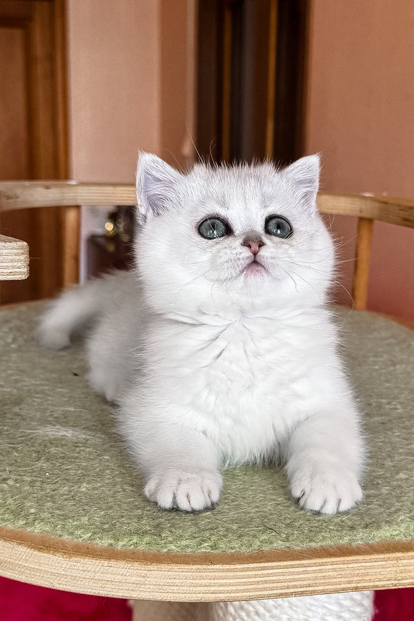 Elsa | British Shorthair Kitten