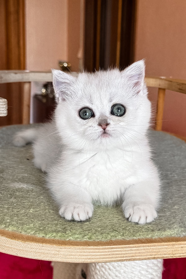 Elsa | British Shorthair Kitten