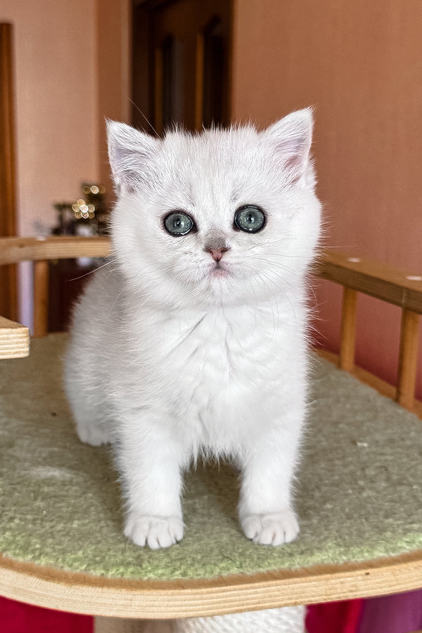 Elsa | British Shorthair Kitten