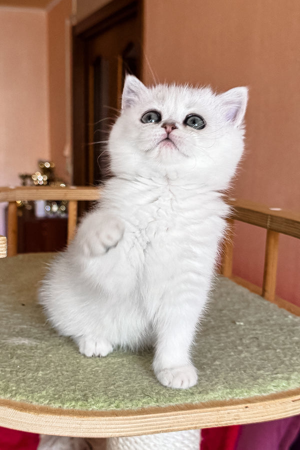 Elsa | British Shorthair Kitten