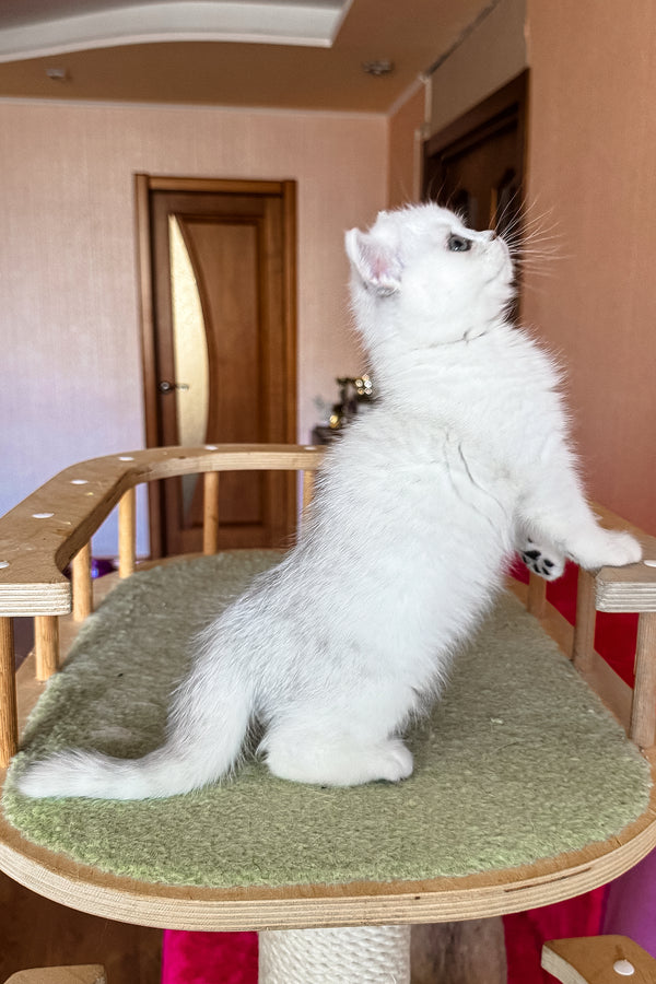 Elsa | British Shorthair Kitten