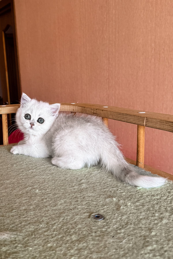 Elsa | British Shorthair Kitten