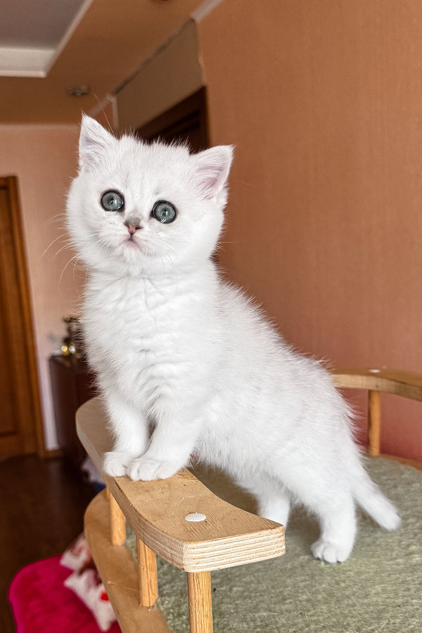 Elsa | British Shorthair Kitten