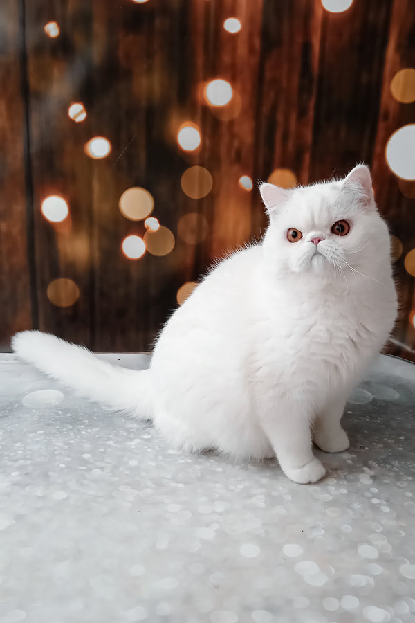 Elton | Exotic Shorthair Kitten