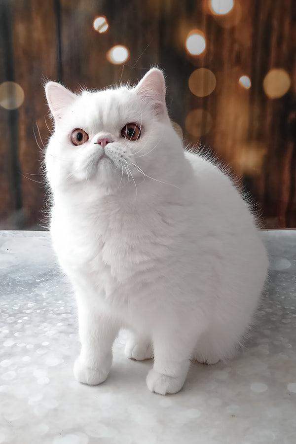 Elton | Exotic Shorthair Kitten