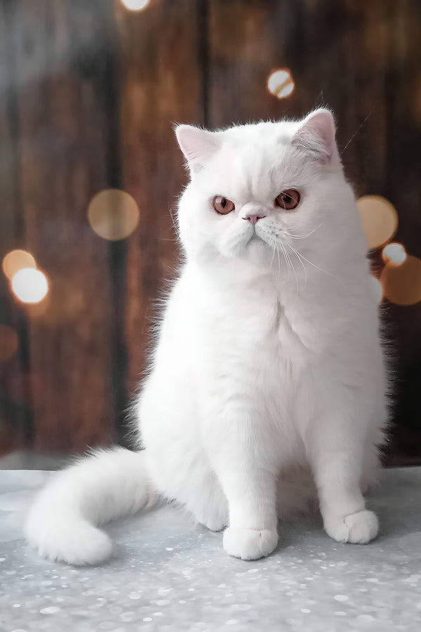 Elton | Exotic Shorthair Kitten