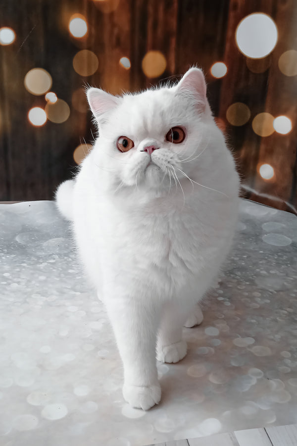 Elton | Exotic Shorthair Kitten
