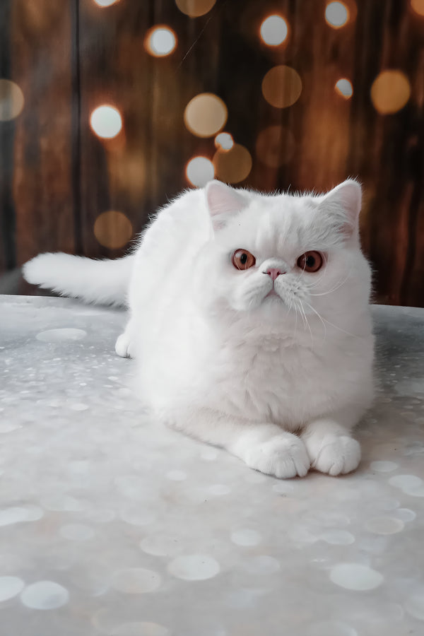 Elton | Exotic Shorthair Kitten