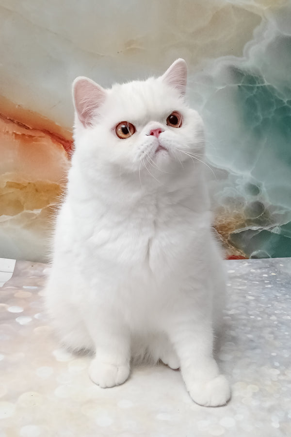 Elton | Exotic Shorthair Kitten