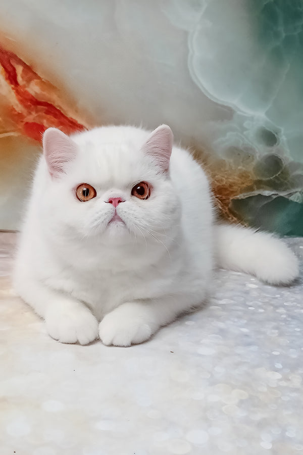 Elton | Exotic Shorthair Kitten