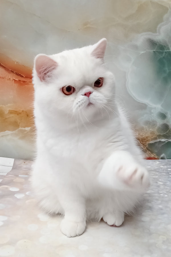 Elton | Exotic Shorthair Kitten