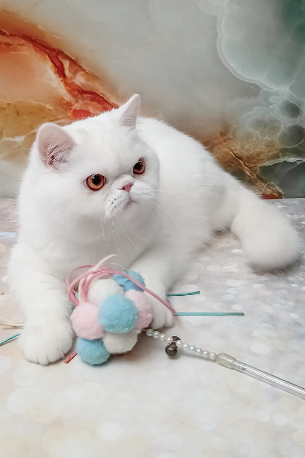 Elton | Exotic Shorthair Kitten
