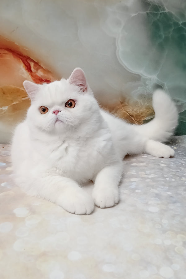 Elton | Exotic Shorthair Kitten