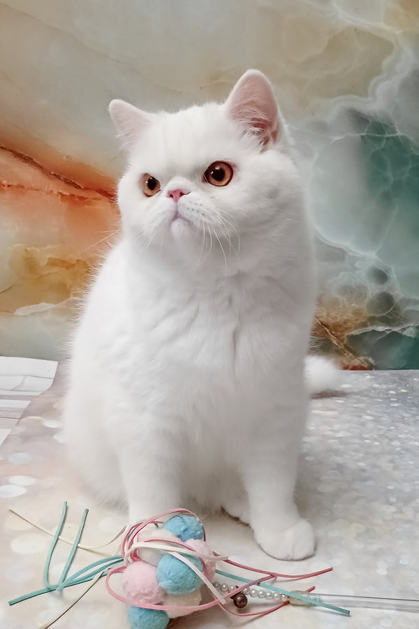 Elton | Exotic Shorthair Kitten