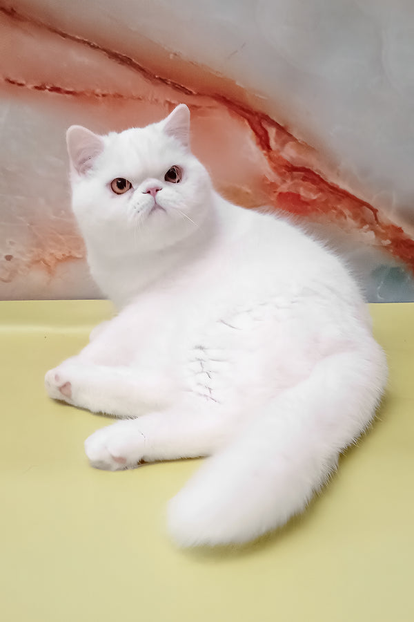 Elton | Exotic Shorthair Kitten