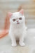 Elton | Exotic Shorthair Kitten