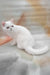 Elton | Exotic Shorthair Kitten
