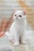 Elton | Exotic Shorthair Kitten