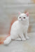 Elton | Exotic Shorthair Kitten