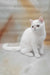 Elton | Exotic Shorthair Kitten