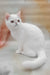 Elton | Exotic Shorthair Kitten