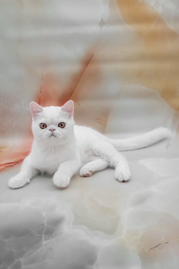 Elton | Exotic Shorthair Kitten
