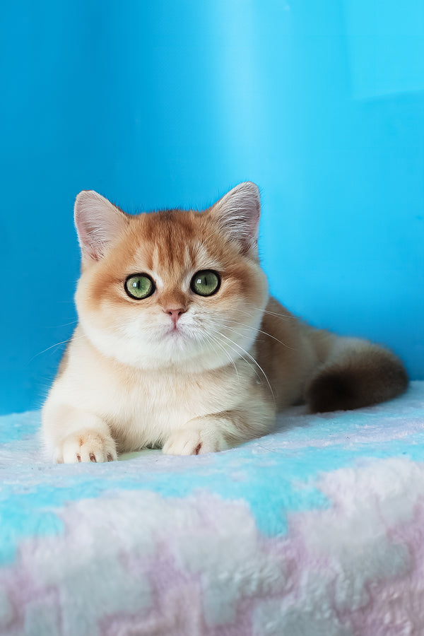 Elvira | British Shorthair Kitten