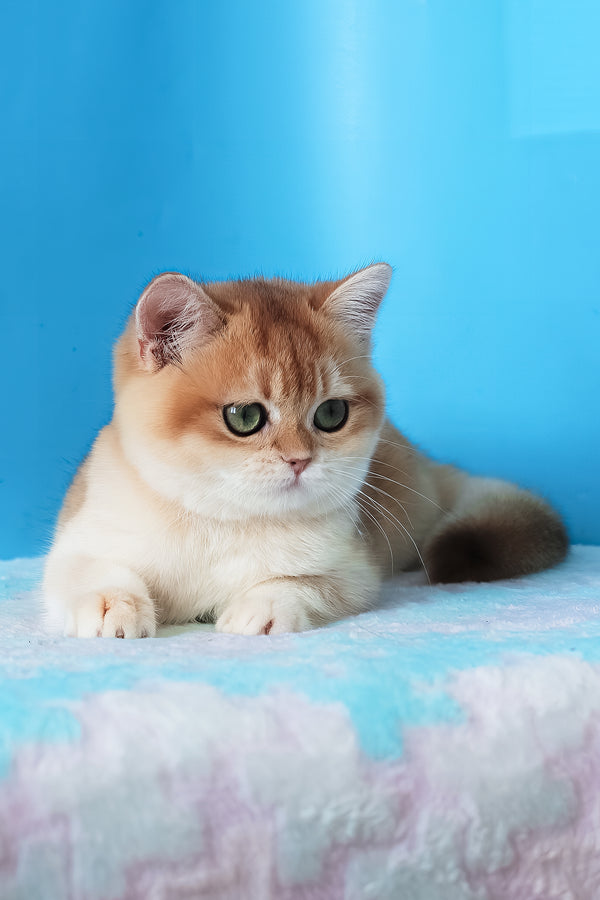 Elvira | British Shorthair Kitten