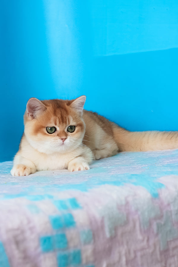 Elvira | British Shorthair Kitten