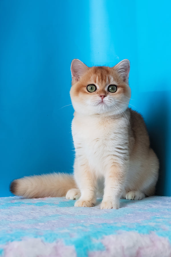 Elvira | British Shorthair Kitten