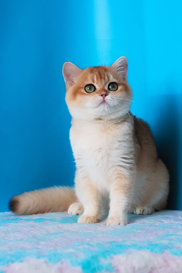 Elvira | British Shorthair Kitten