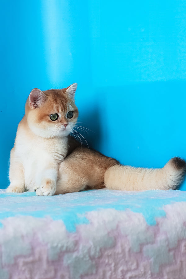 Elvira | British Shorthair Kitten