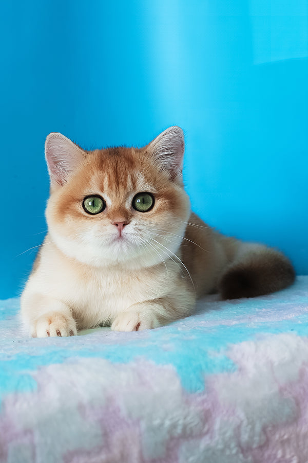 Elvira | British Shorthair Kitten