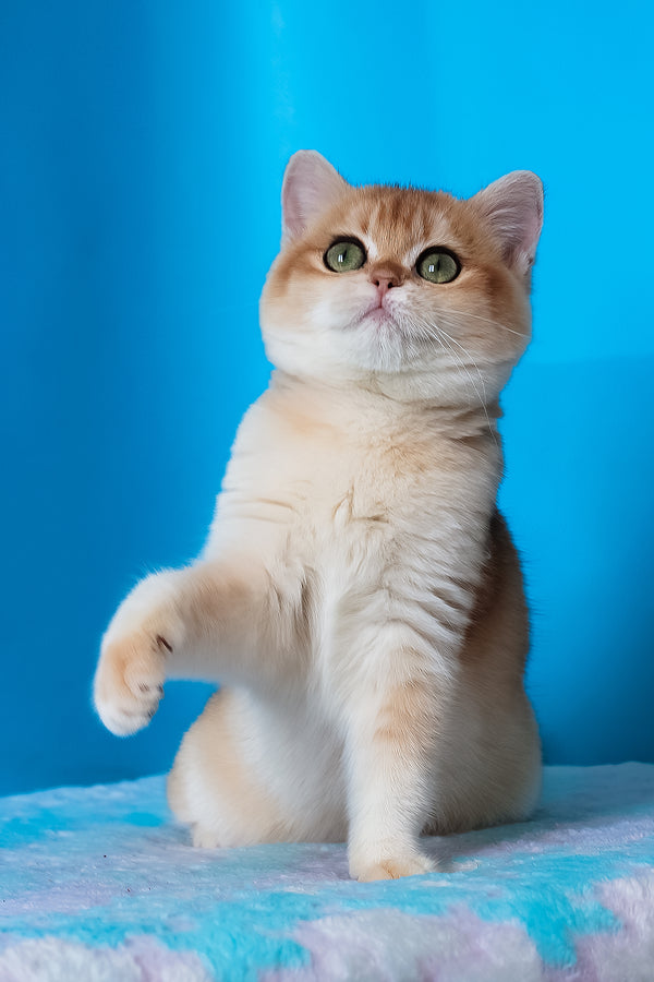 Elvira | British Shorthair Kitten