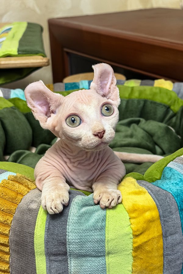 Elvis | Dwelf Sphynx Kitten