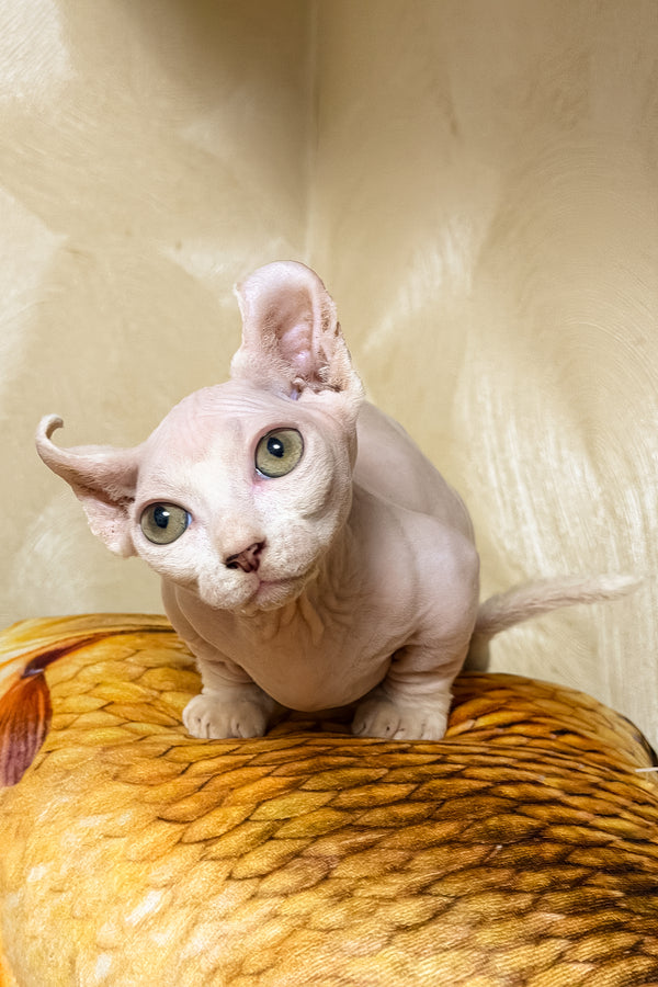 Elvis | Dwelf Sphynx Kitten